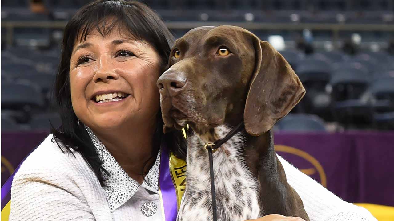 German shorthaired pointer wins Westminster Dog Show